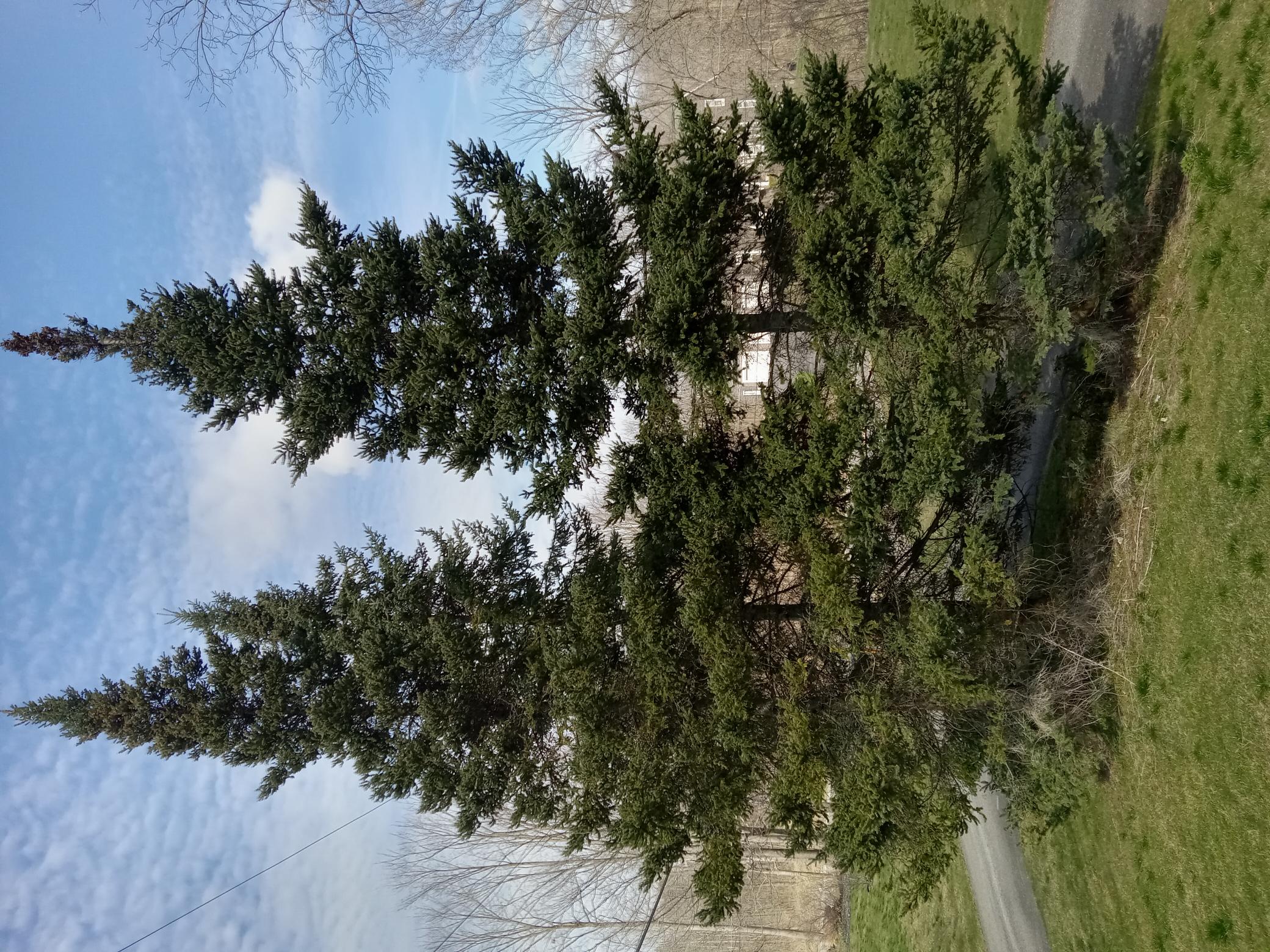 Some balsam fir trees